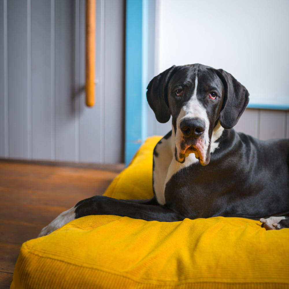 Great Dane resting at home