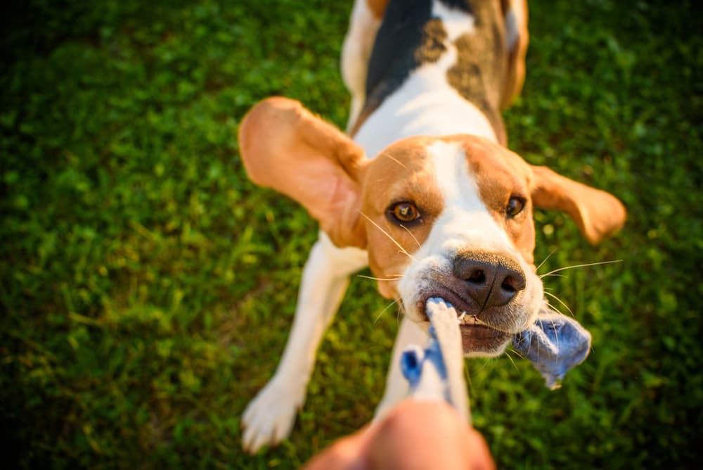 Dog pulling on a tugging toy