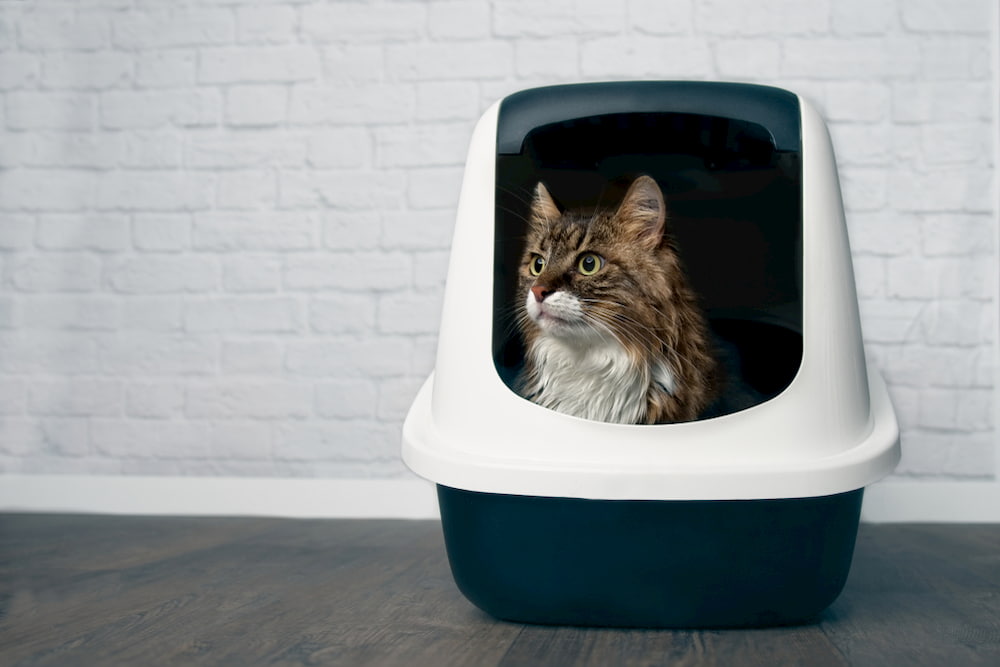 Dog-Proof Litter Boxes: 9 To Keep Canines Out