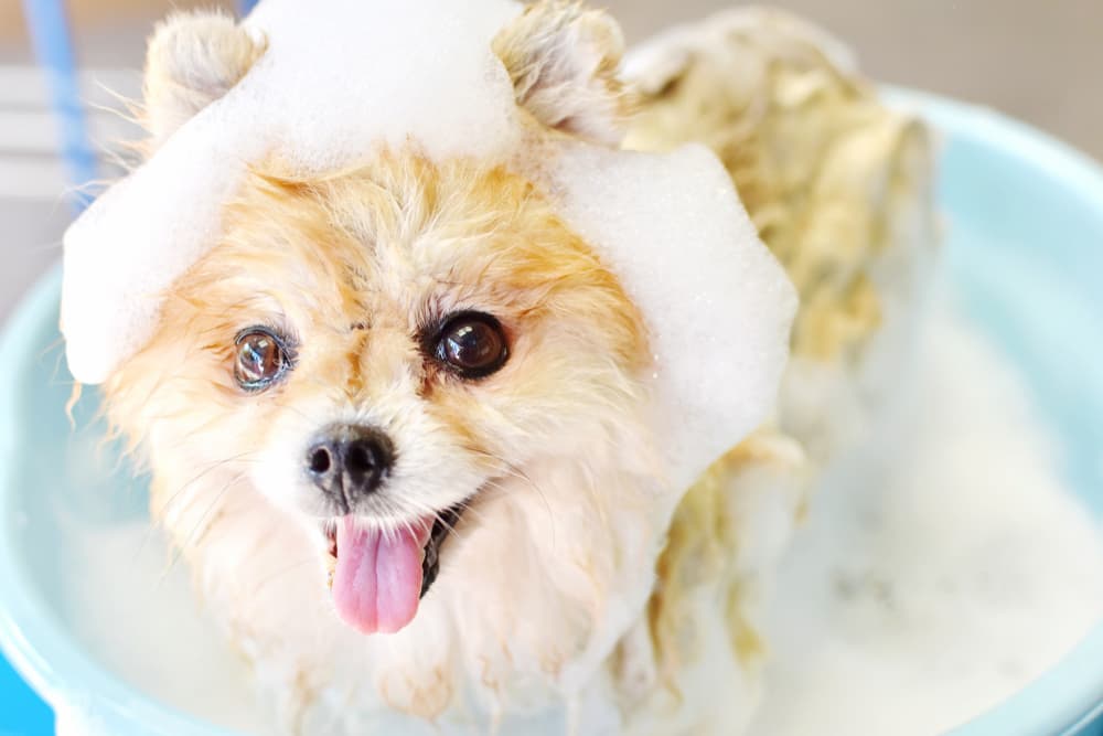 Best Dog Shampoo: 13 Great Options for Every Coat Type