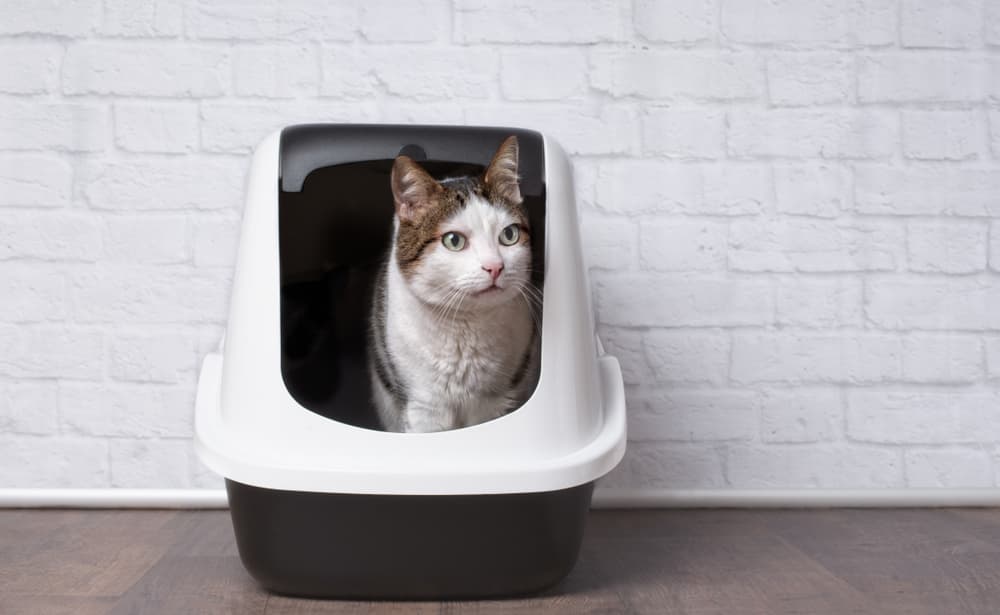 Cute cat in litter box