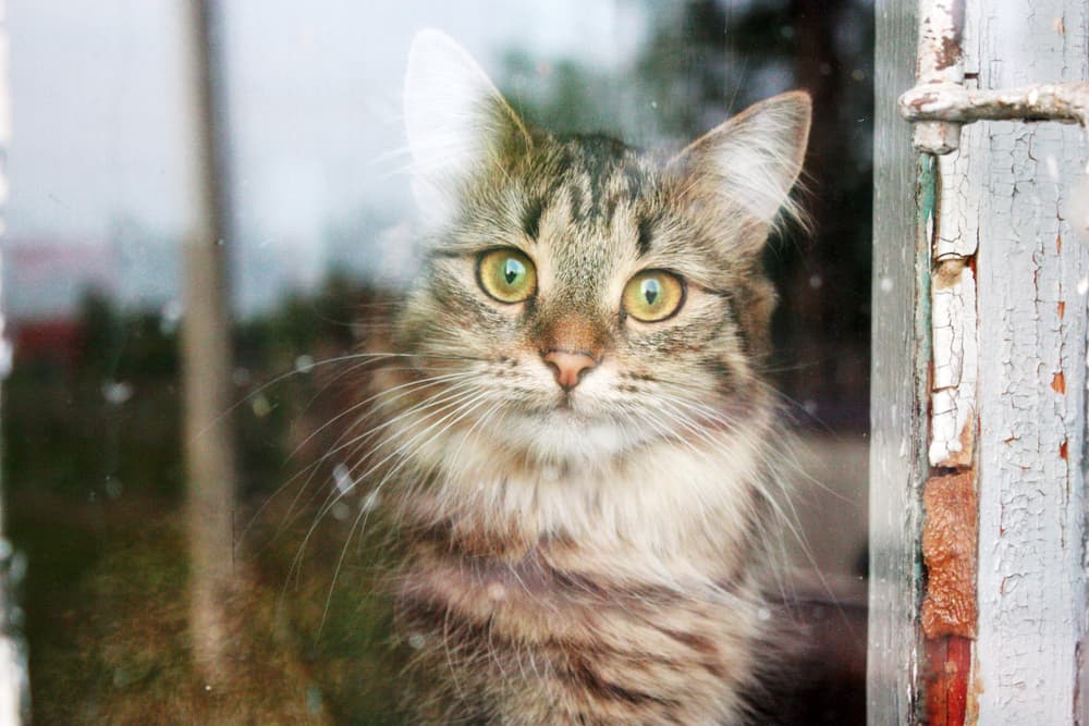 Cat looking out window and feeling anxious