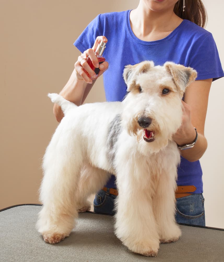 terrier dog on grooming table