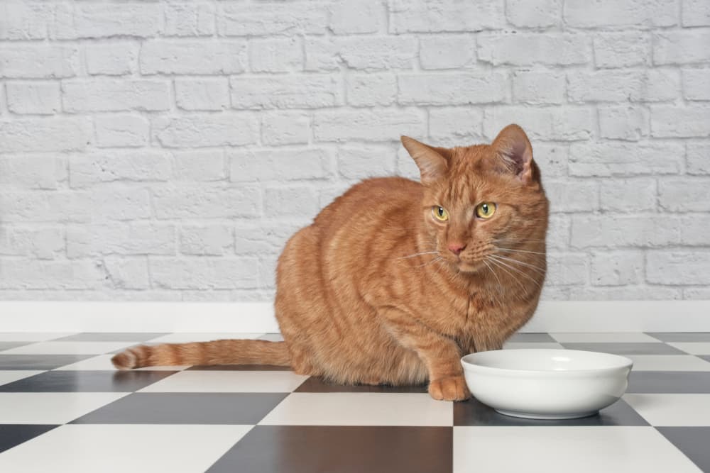  8 Cat Foods for Allergies in 2024