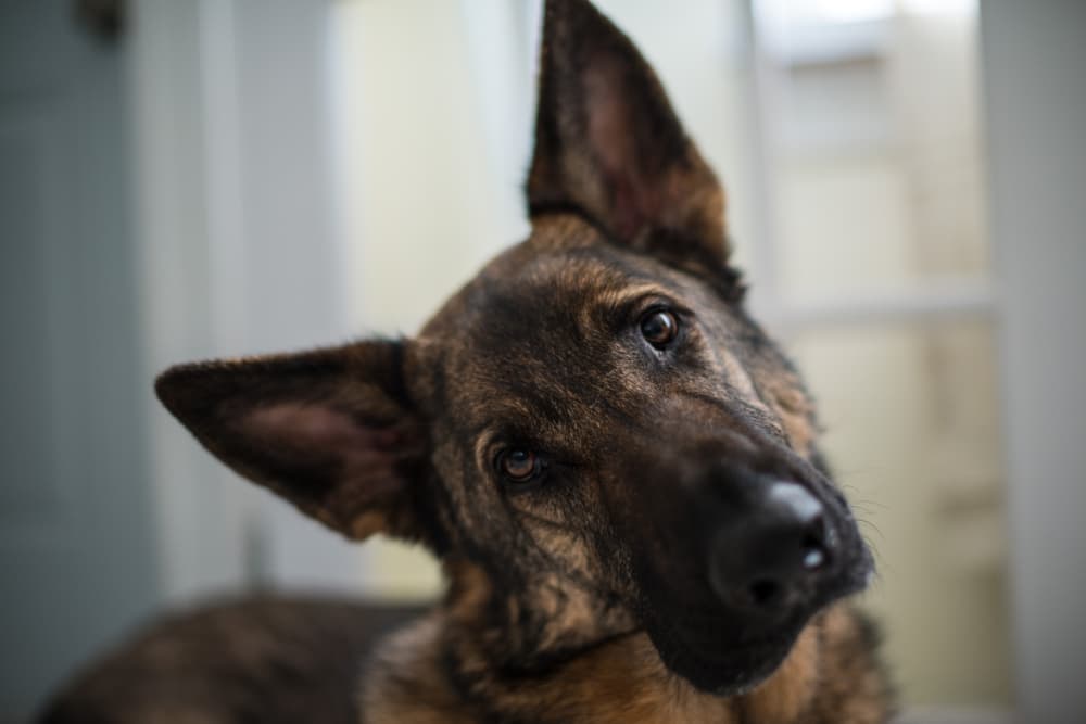 German Shepherd dog's head tilted looking to camera