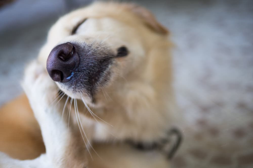 Dog scratching skin and fur