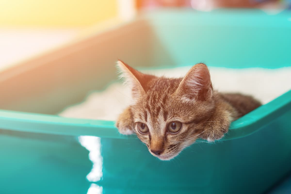 8 Things Your Cat's Litter Box Can Reveal About Their Health