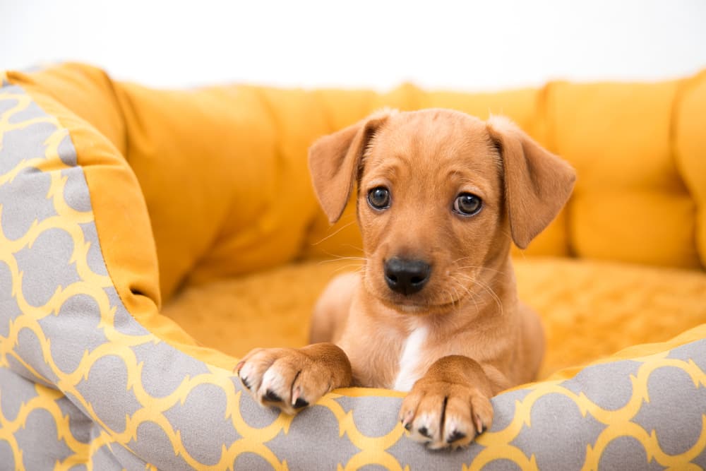 Puppy in bolster dog bed