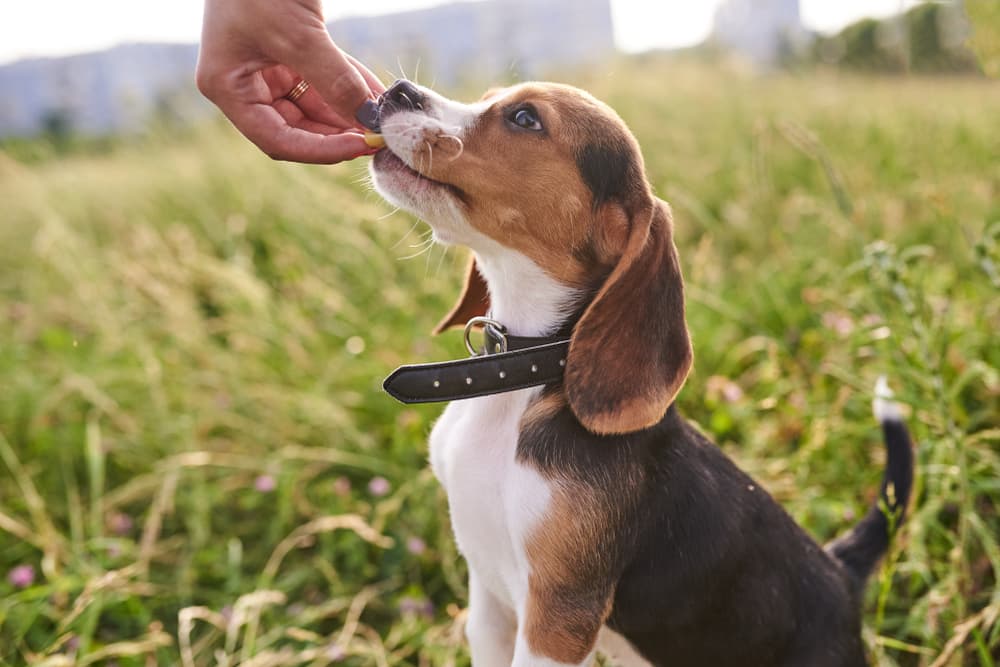 Dog taking a CBD treat