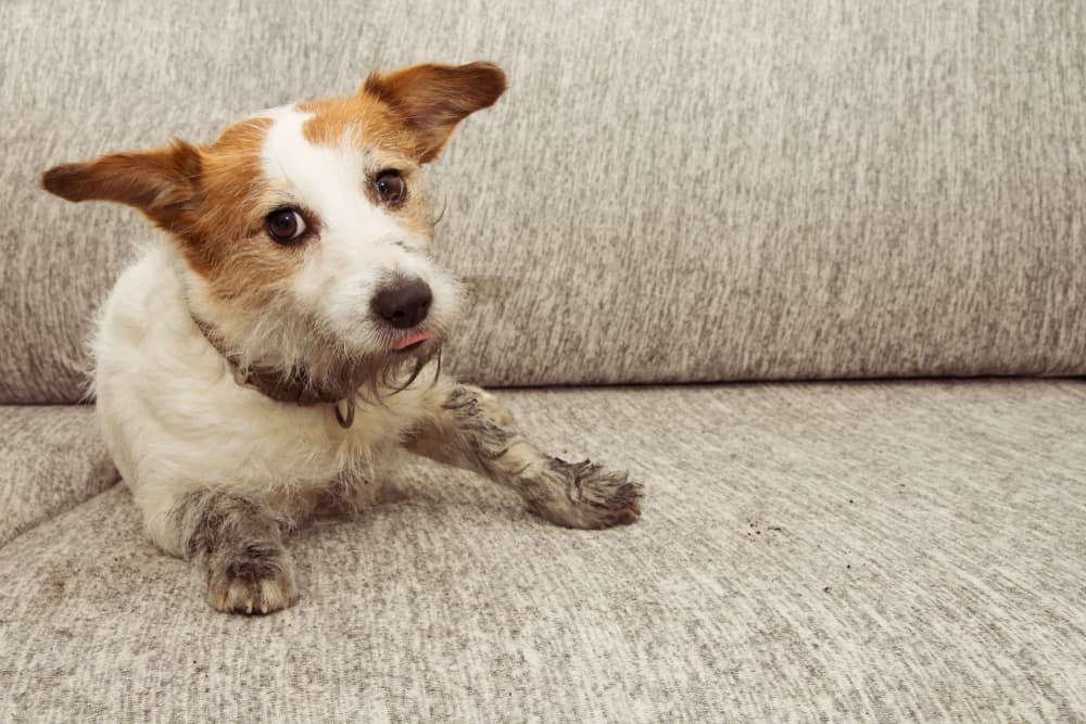 dirty dog on sofa