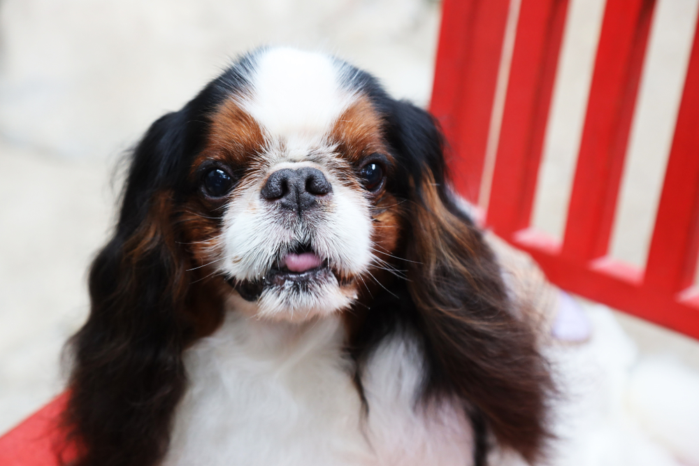 English toy spaniel dog