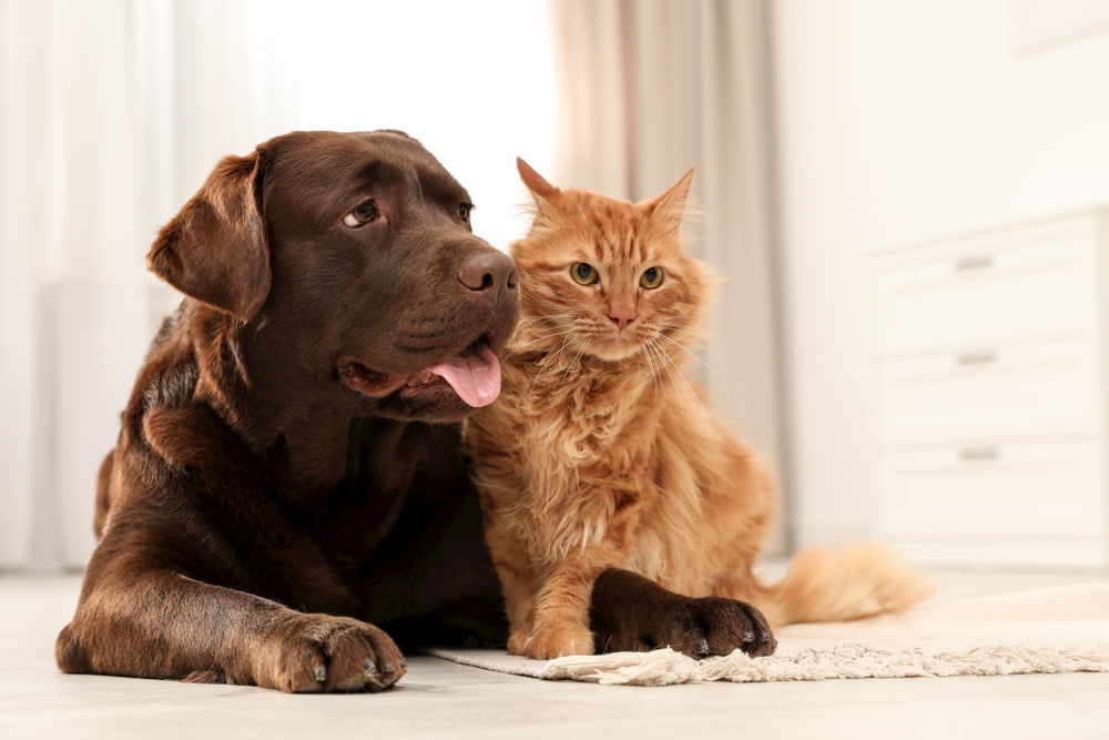 Dog and cat sitting together on floor