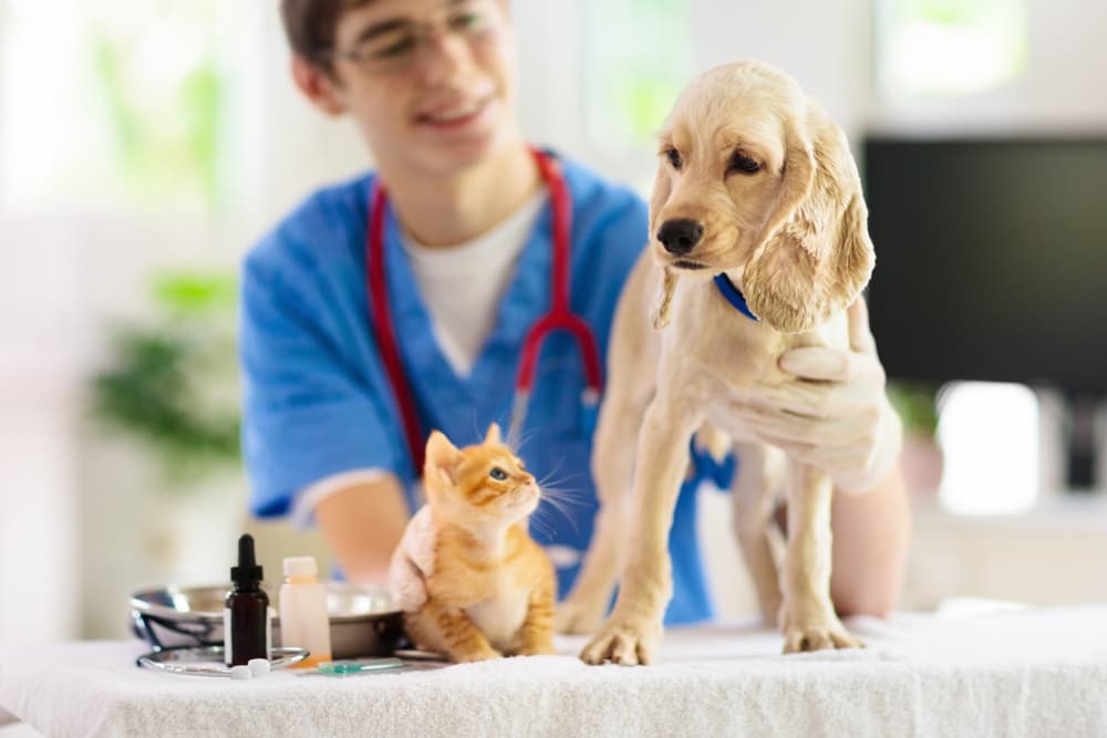 Dog and cat at the vet