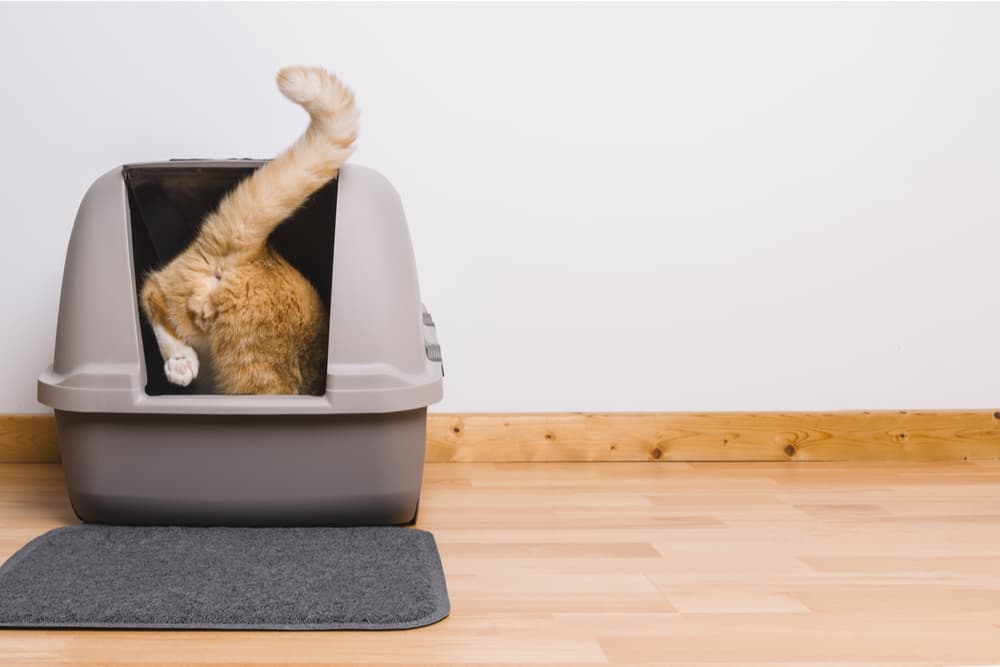 Cat going into covered top dome litter box