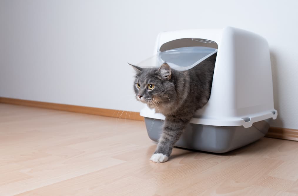 cat exiting litter box