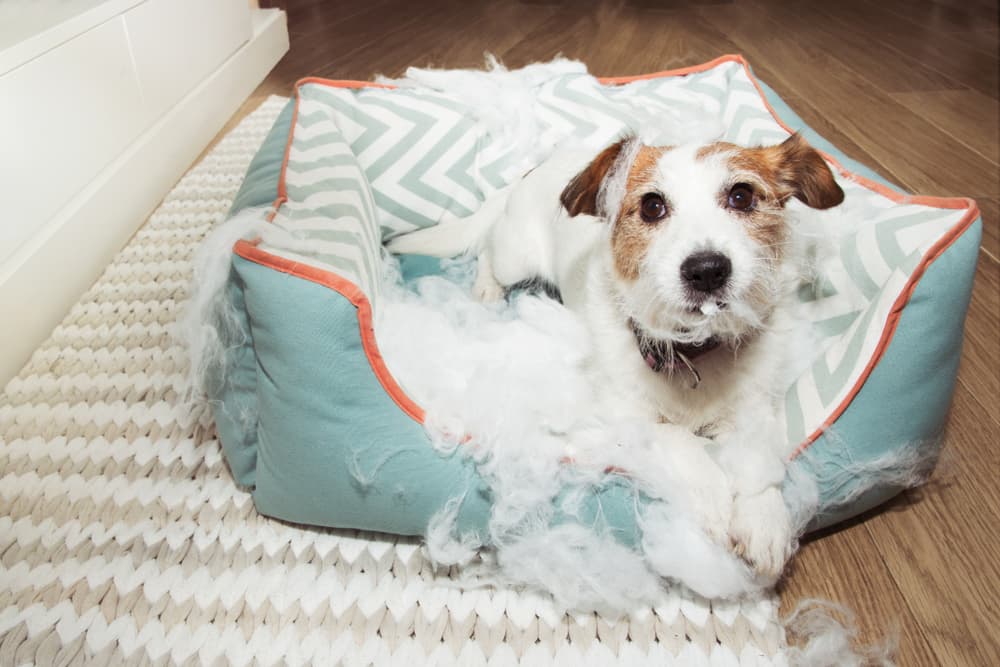 The Best Chew-Proof Dog Bed: 8 Tough Favorites to Try