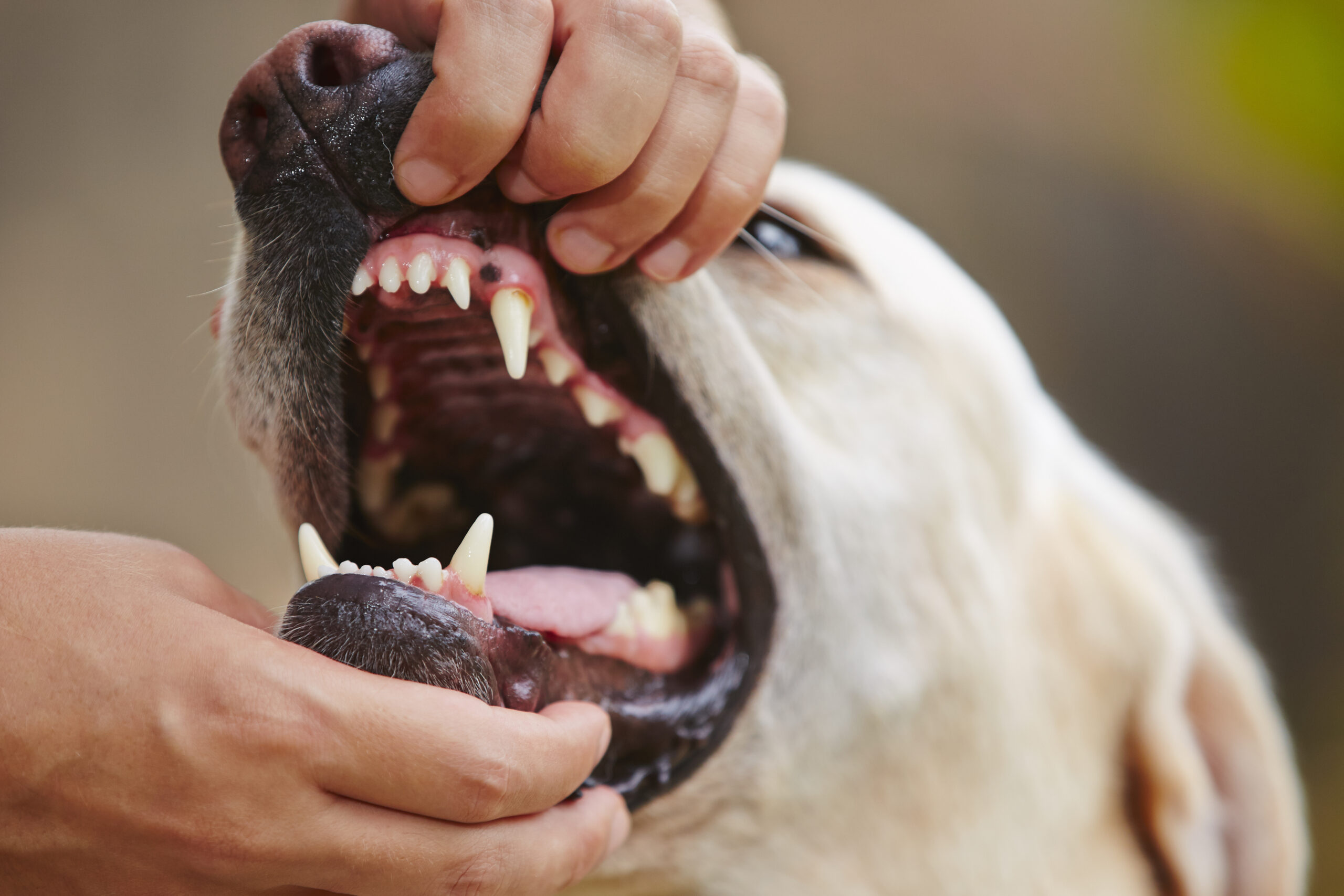 Why Your Dog Has Bad Breath and How to Help Fix It