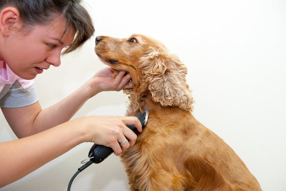 Dog grooming clippers being used on a sweet dog