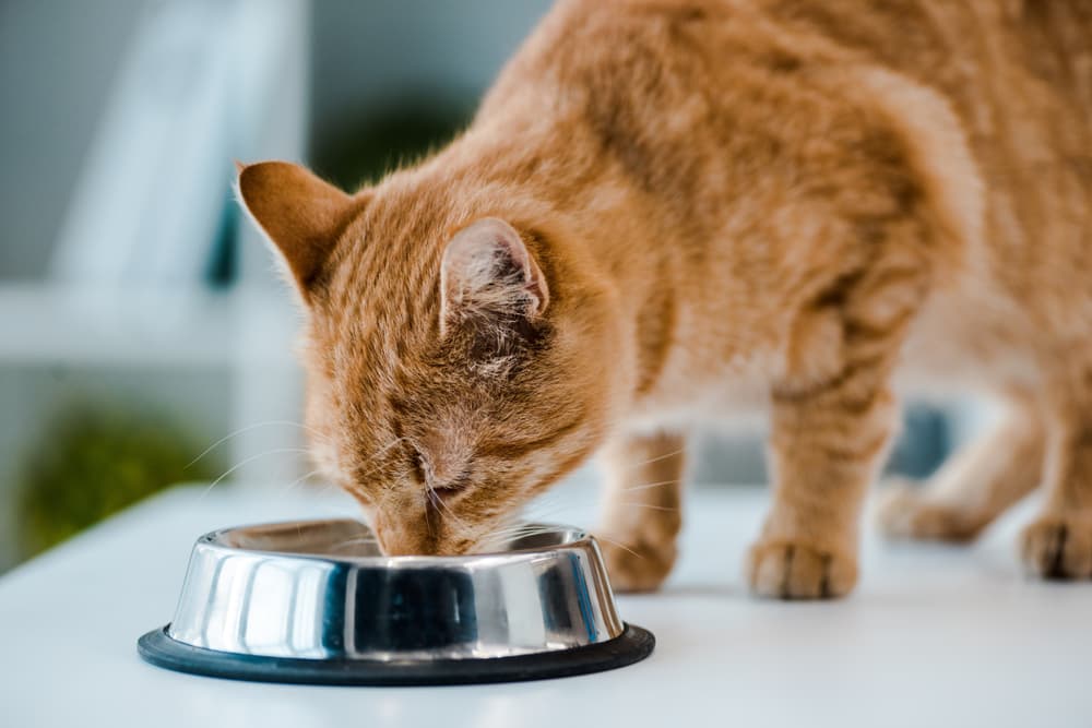 Best Fresh Cat Food: 6 Options to Consider