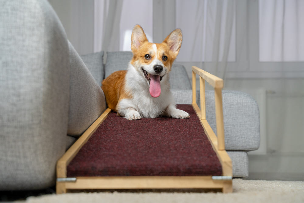 Dog Steps Vs Dog Ramps: Which Ones Are Best For Your Dog?