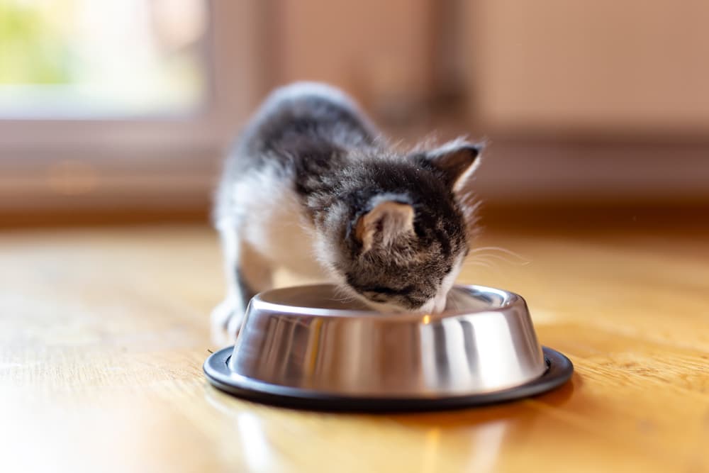 Kitten eating from a bowl