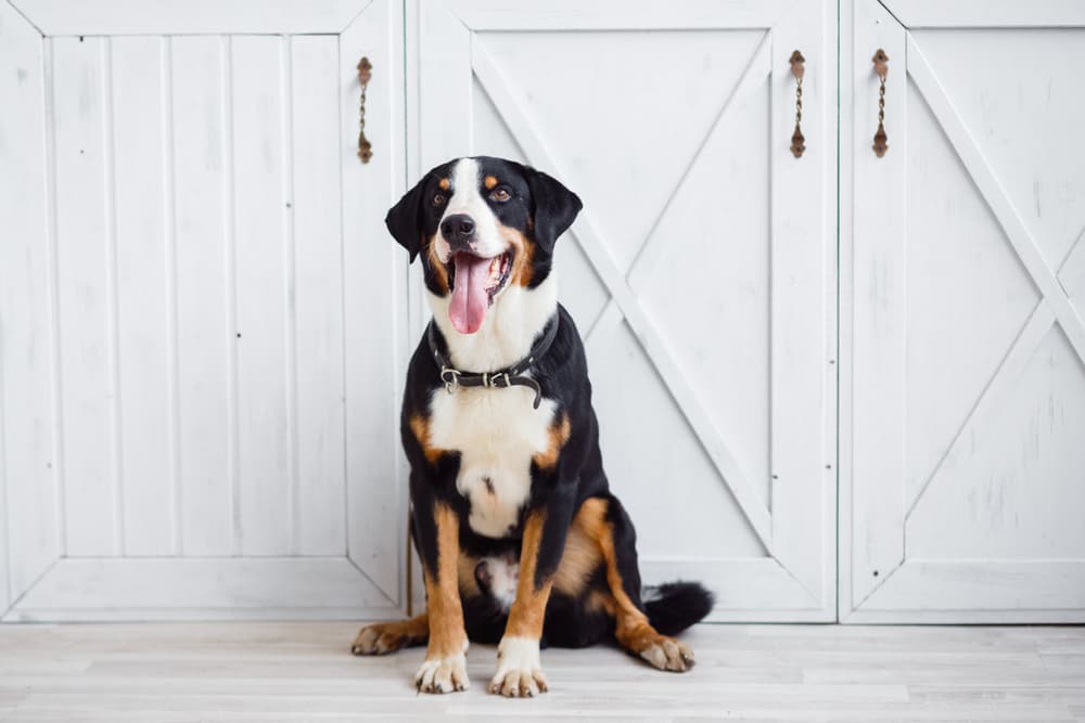 Big puppy wearing a black leather collar