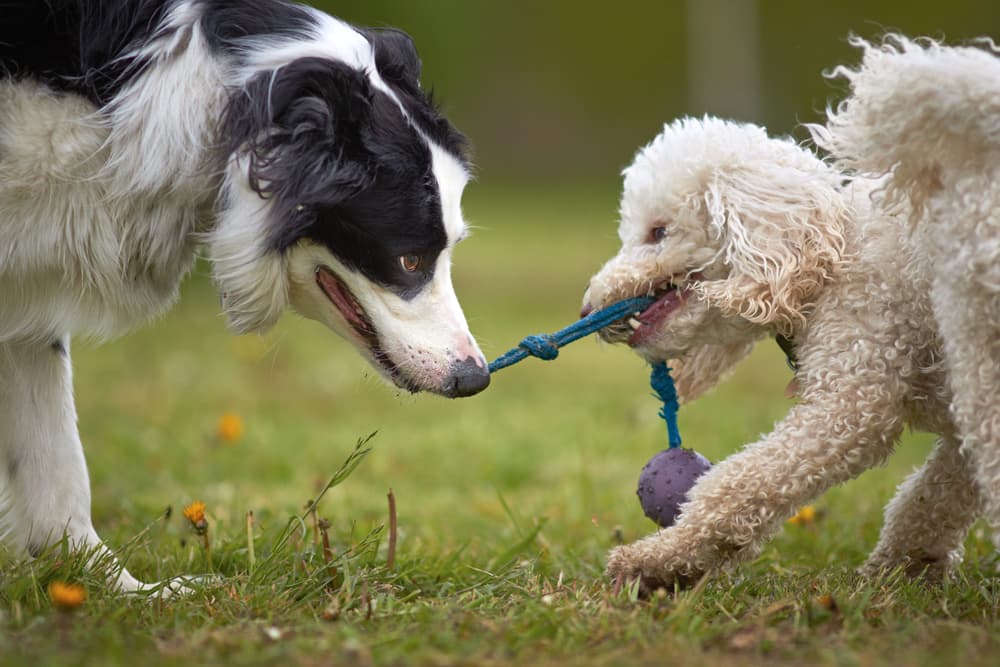 Two dogs playing with a tug toy