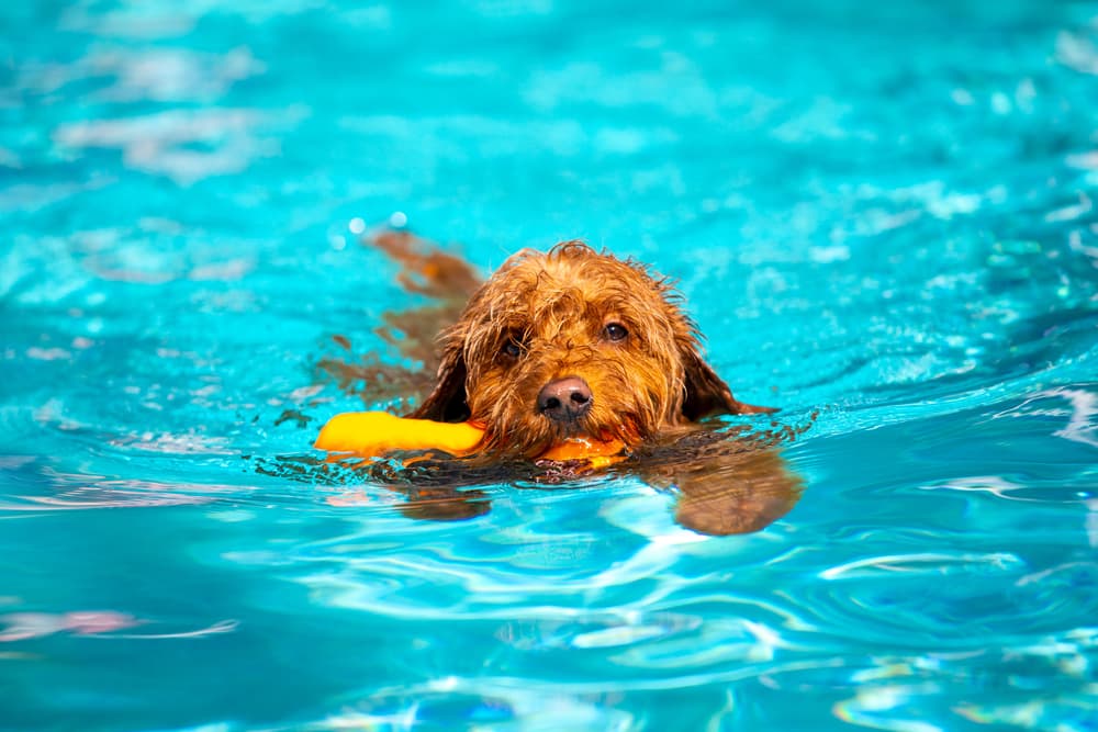 10 Stylish Dog Swimsuits and Trunks for Summer Days