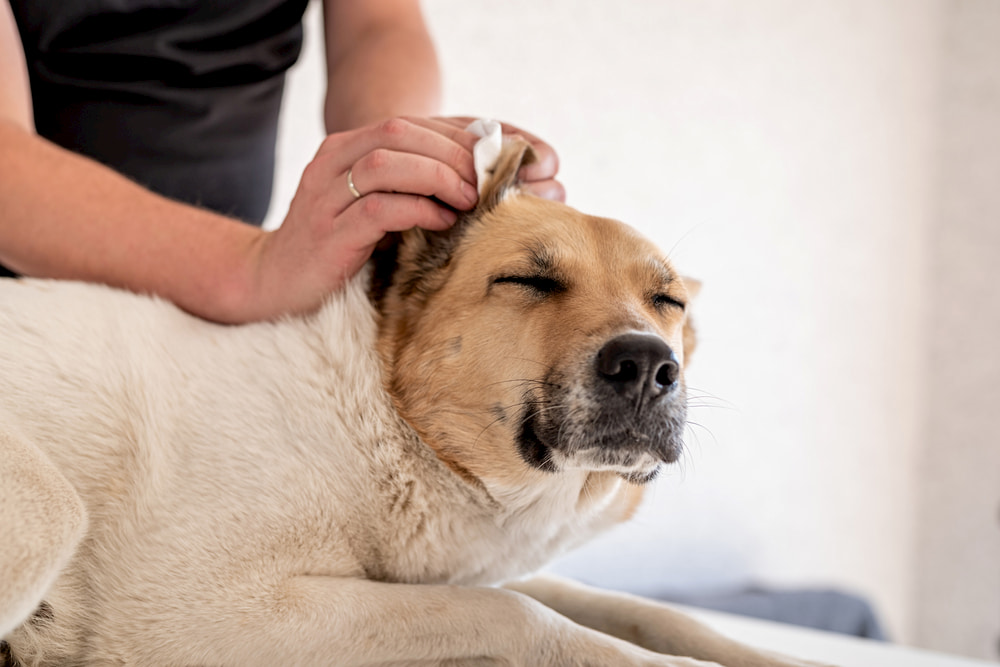 Dog Ear Cleaner: 11 Picks Recommended By Veterinarians