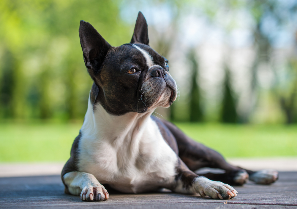 The boston terrier is a flat-faced breed of odog