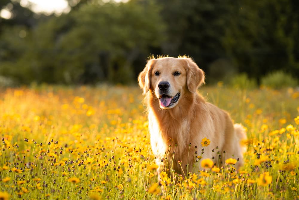 Best Fish Oil for Dogs: 8 Vet-Recommended Picks in 2025