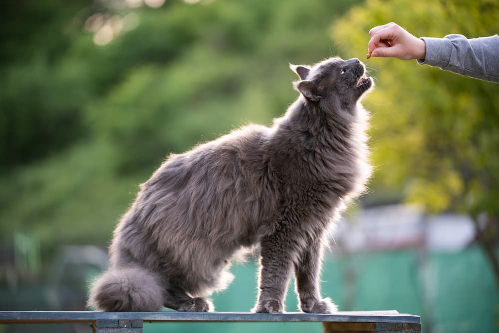 Cat Dental Treats: 6 Picks for Clean Chompers