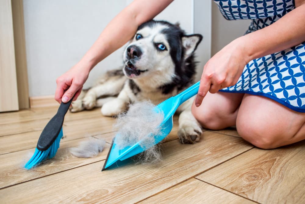 7 Best Brooms for Dog Hair Cleanup