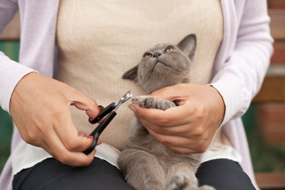 Expert Advice for Trimming Your Kitten's Nails