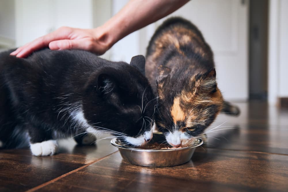 Cats eating from cat food bowl for blue buffalo cat food review