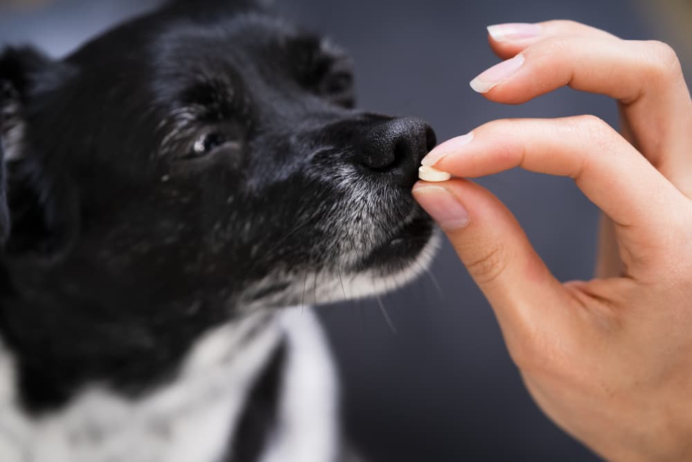 Dog taking a supplement