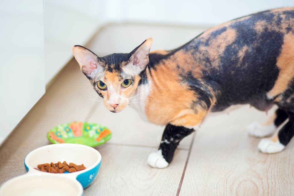 Cat eating from bowls in the kitchen