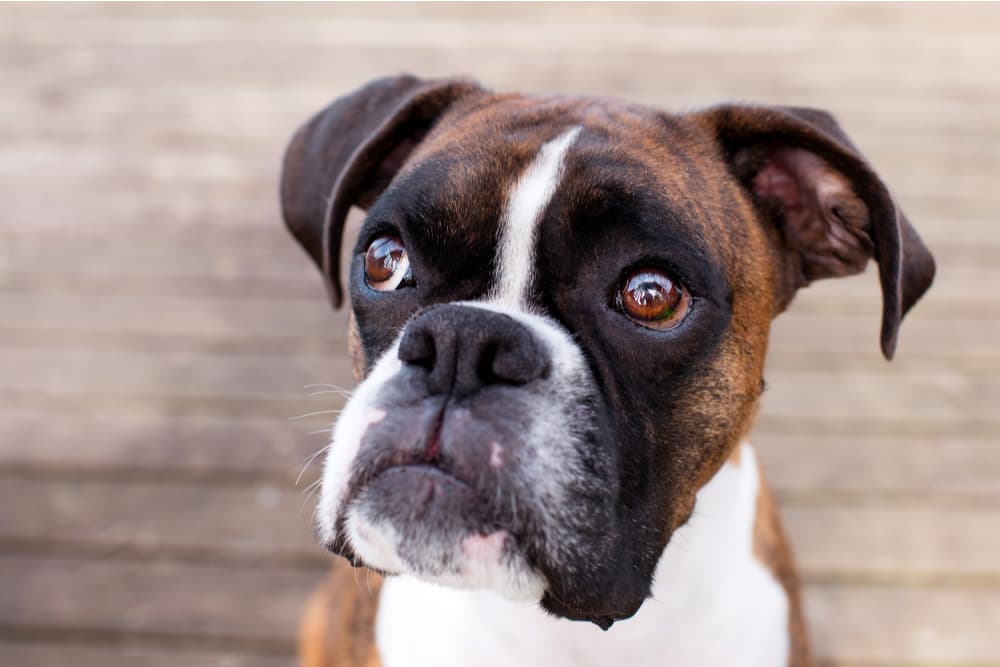 Cute dog looking up to owner with a slightly sad looking face