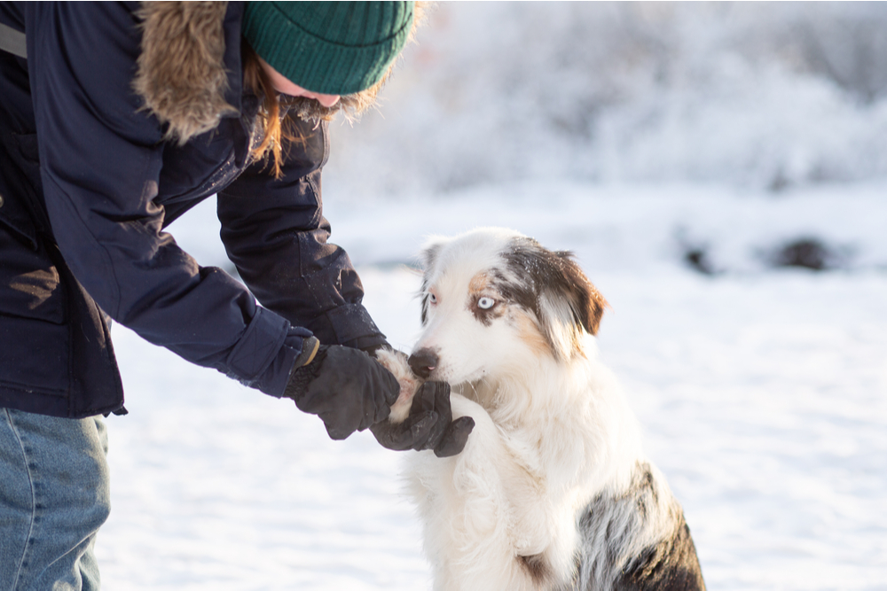 Lady on a dog walk holding dog's paw during the winter months