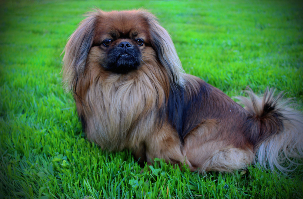 Pekingese dog