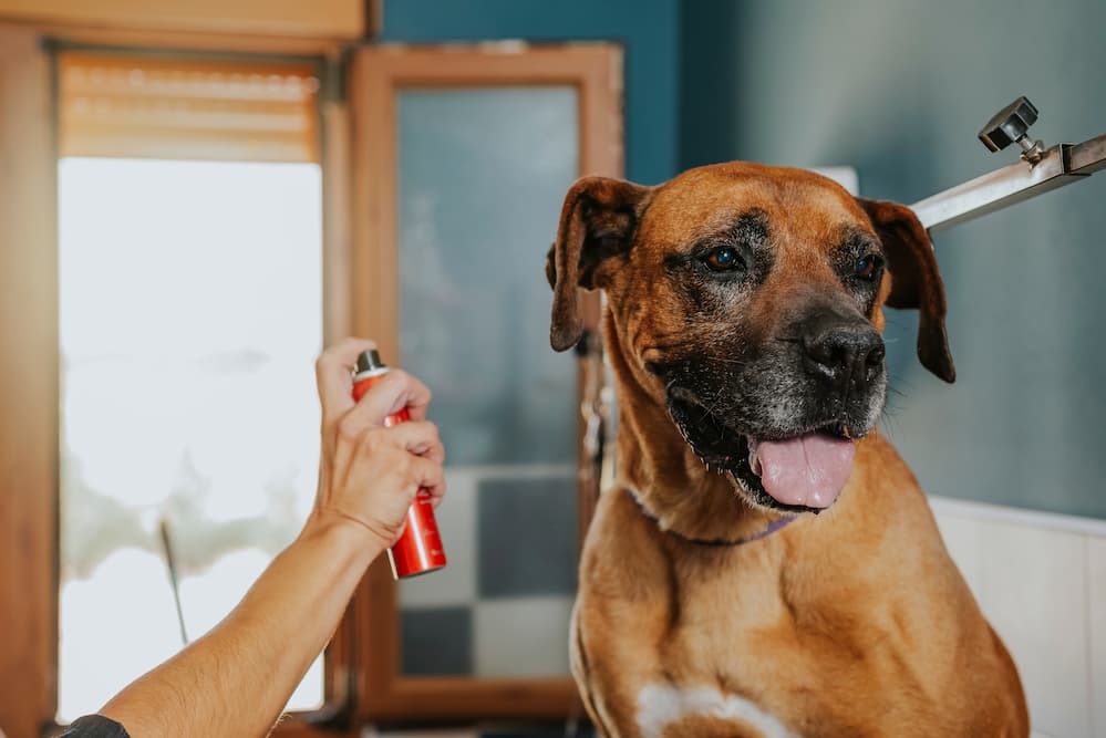 7 Best Dog Perfumes of 2024