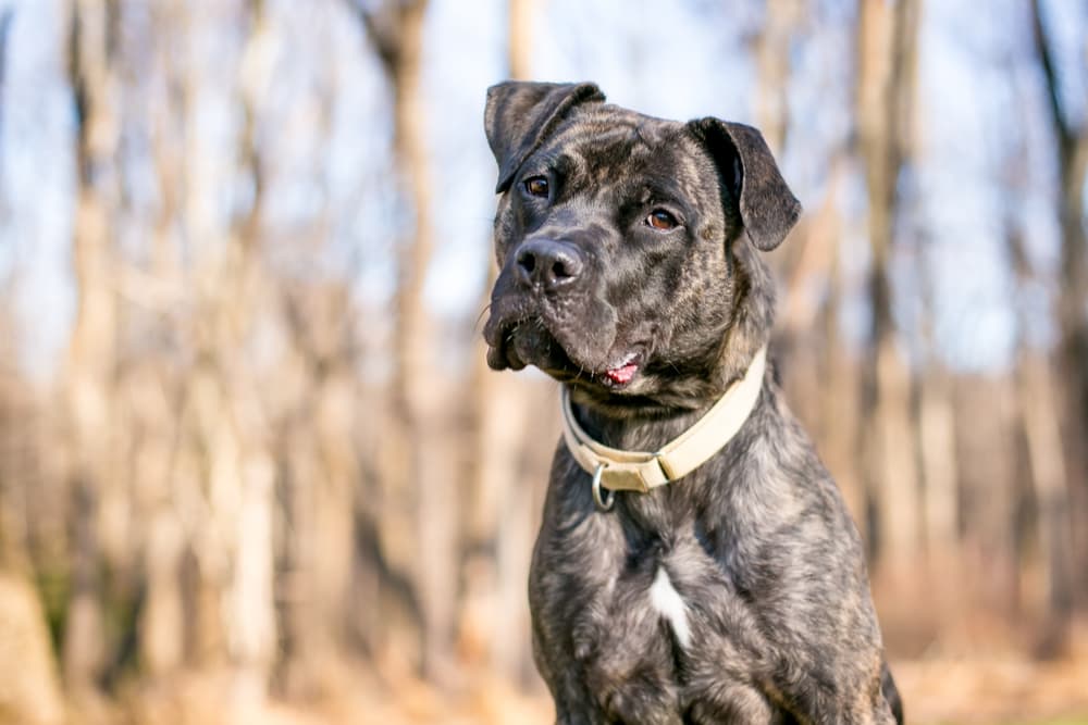 Dog tilted head outdoors looking to camera