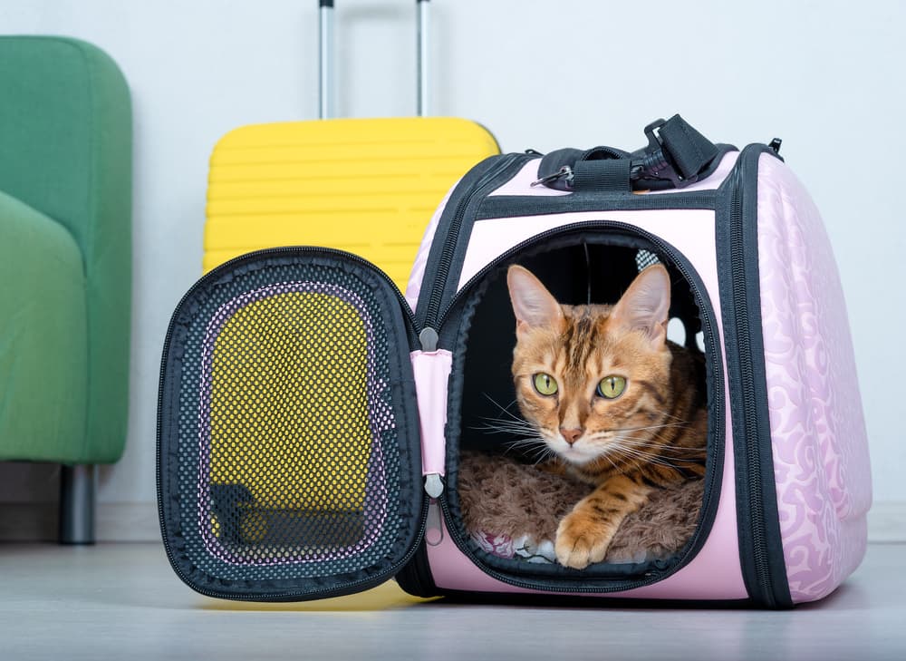 8 Best Cat Carriers of 2024