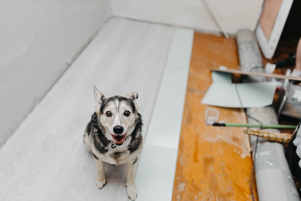 Best Flooring for Dogs: Everything You Need to Know