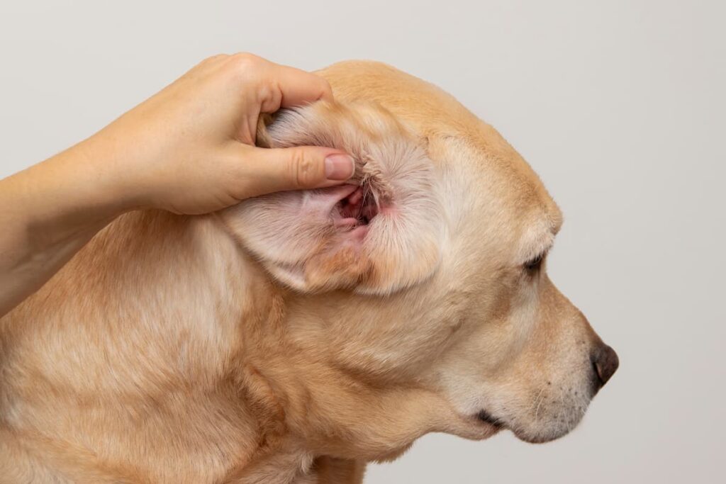 Dog with her ear flapped back to look inside