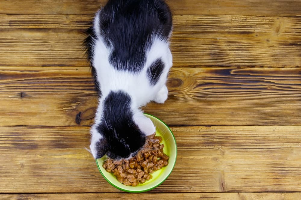 Cat eating food from bowl on the floor