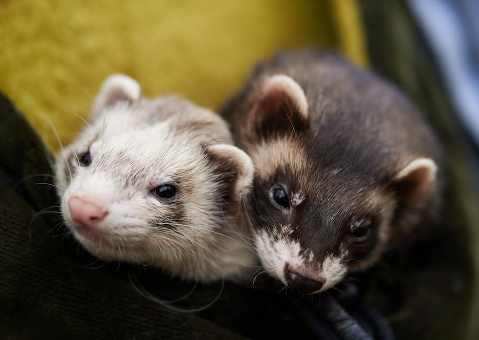 two cute ferrets snuggling