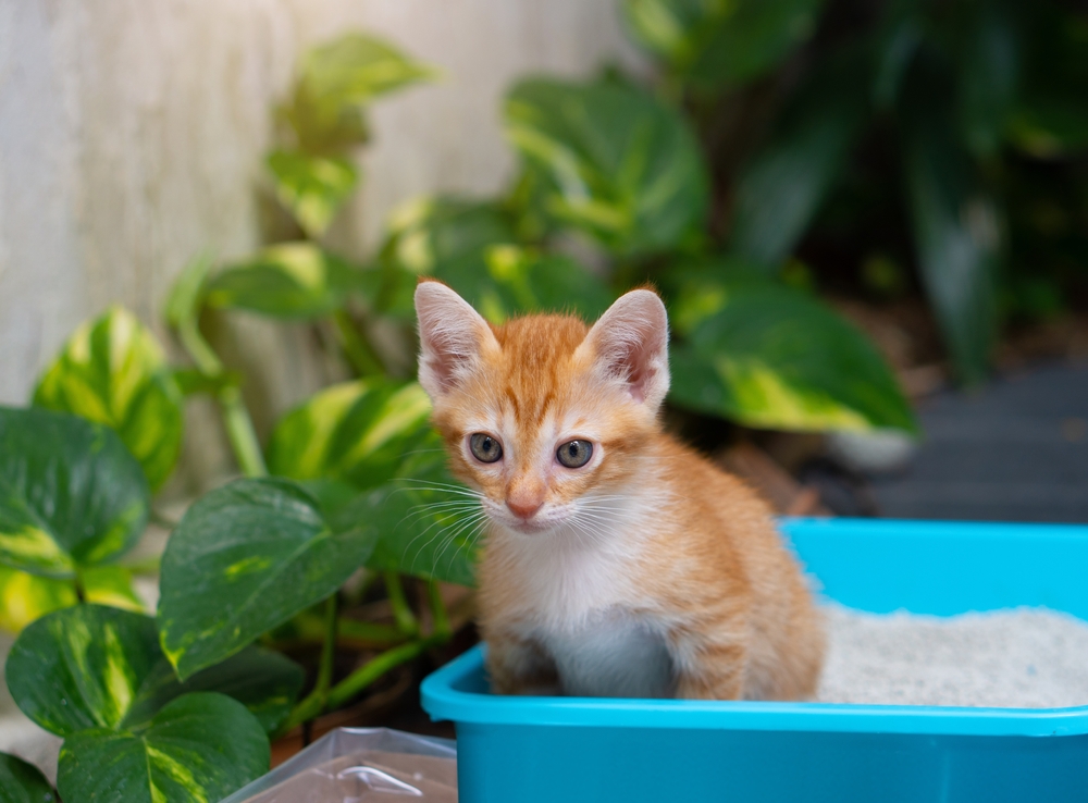 orange kitten sitting in large blue litter box