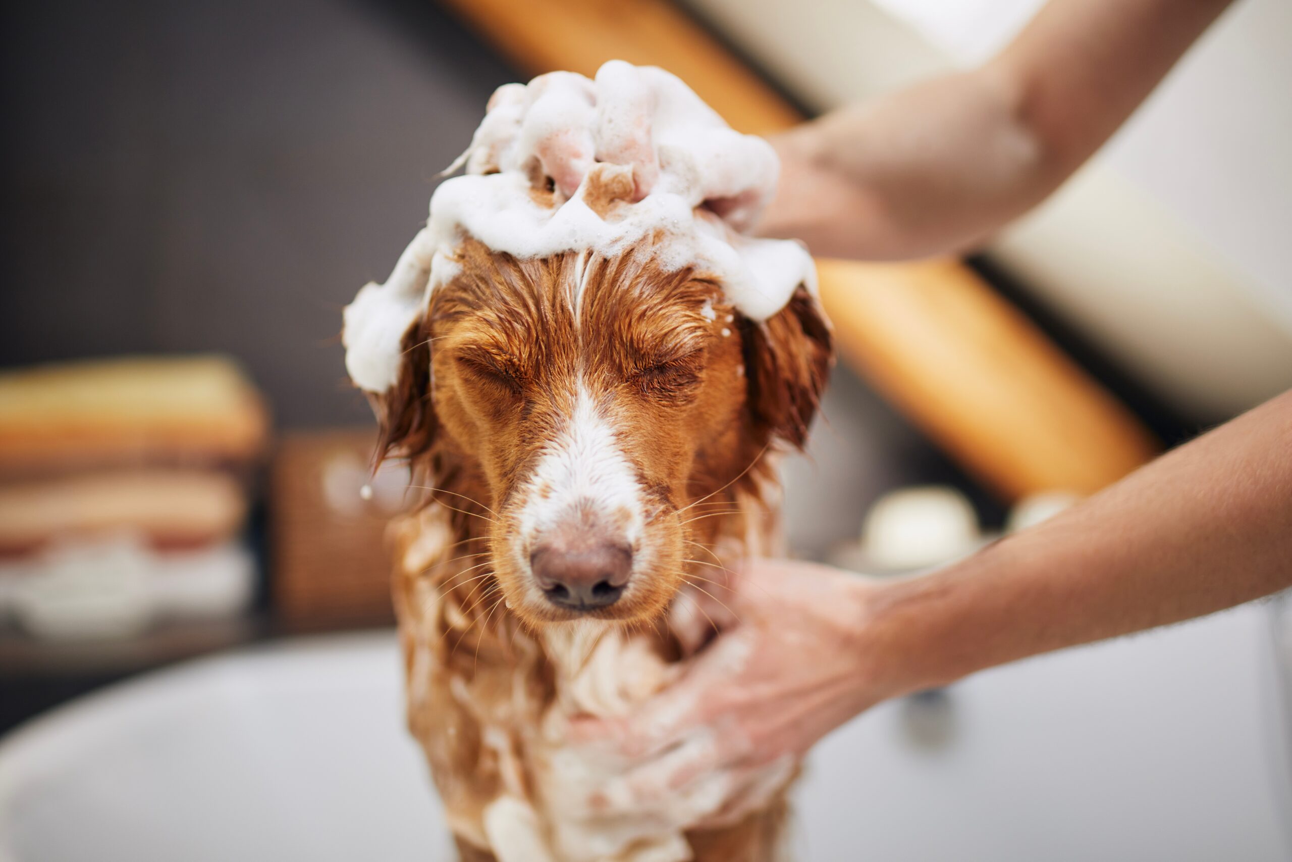 Best Smelling Dog Shampoo: 8 Scents We Adore