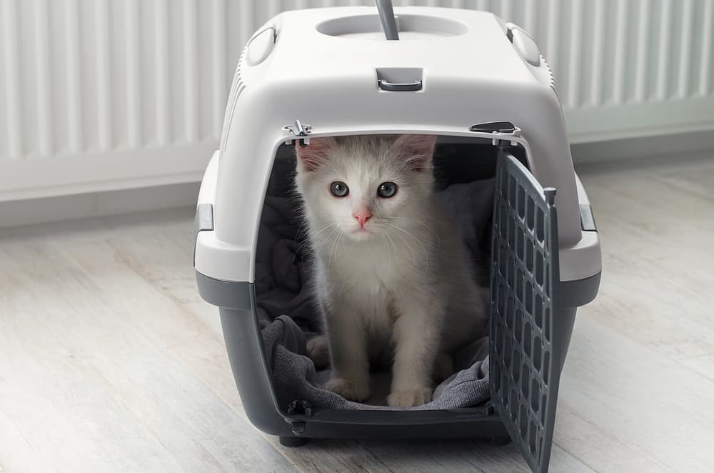 cat peeking out of its kennel